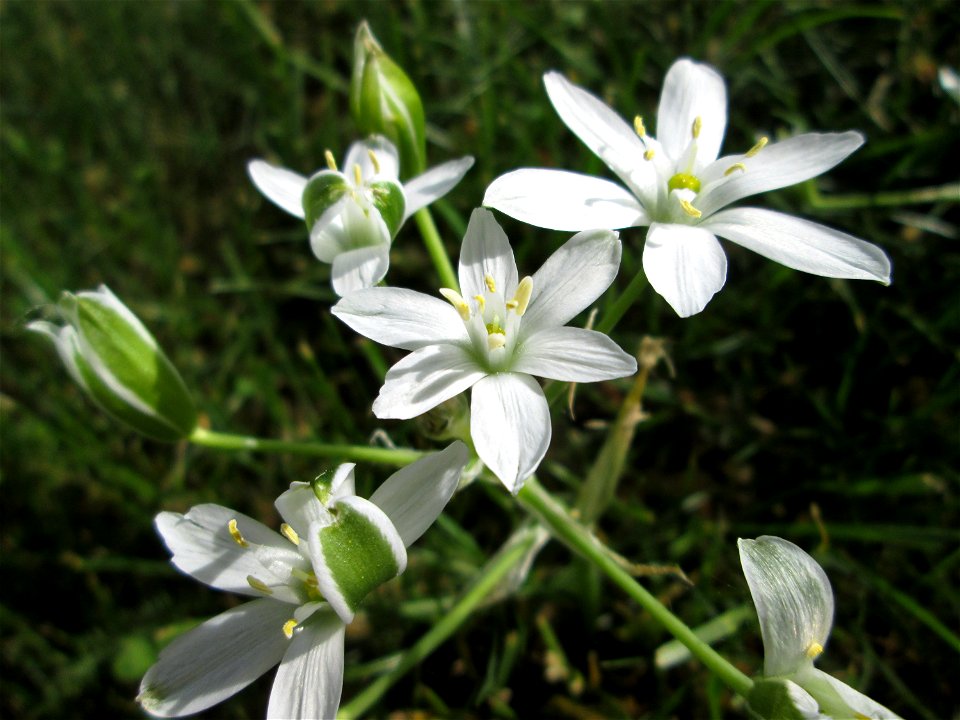 Dolden-Milchstern (Ornithogalum umbellatum) - wild wachsend am Rand vom Gartenschaupark Hockenheim