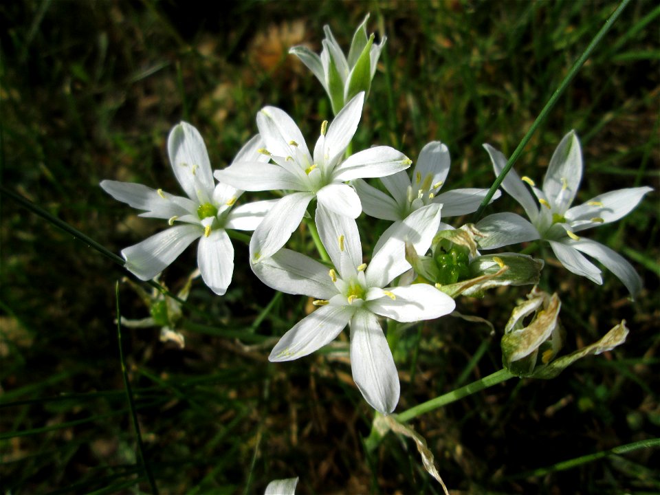 Dolden-Milchstern (Ornithogalum umbellatum) - wild wachsend am Rand vom Gartenschaupark Hockenheim