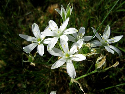 Dolden-Milchstern (Ornithogalum umbellatum) - wild wachsend am Rand vom Gartenschaupark Hockenheim