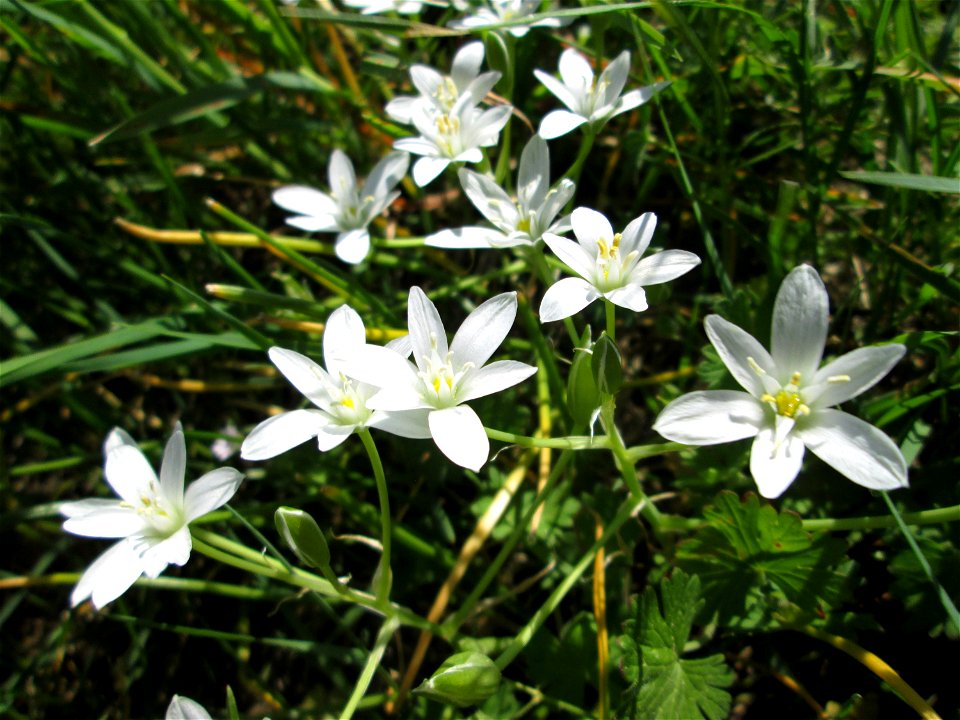 Dolden-Milchstern (Ornithogalum umbellatum) bei Reilingen