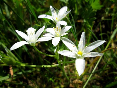 Dolden-Milchstern (Ornithogalum umbellatum) bei Reilingen