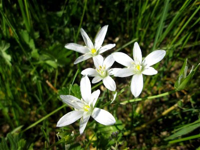 Dolden-Milchstern (Ornithogalum umbellatum) bei Reilingen