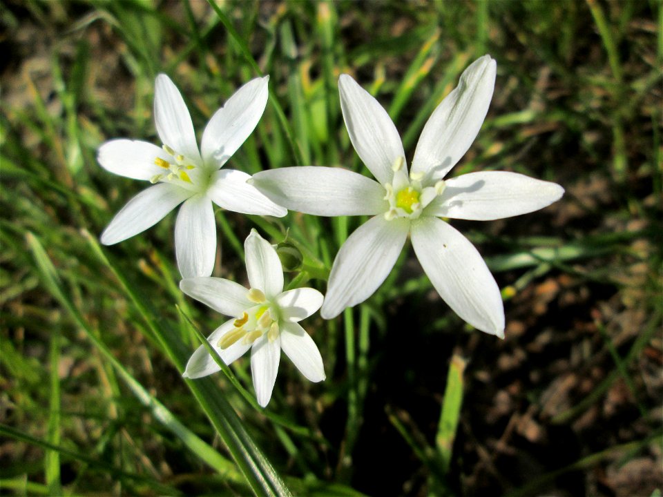 Dolden-Milchstern (Ornithogalum umbellatum) inmitten vom Industriegebiet Hockenheim-Talhaus