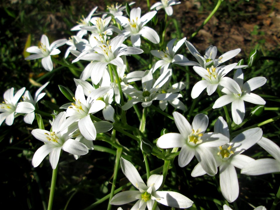 Dolden-Milchstern (Ornithogalum umbellatum) in Sankt Arnual