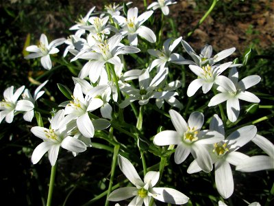 Dolden-Milchstern (Ornithogalum umbellatum) in Sankt Arnual