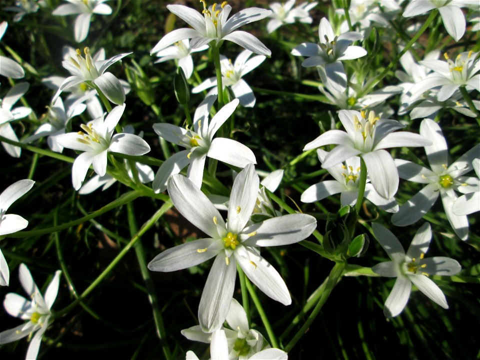 Dolden-Milchstern (Ornithogalum umbellatum) in Sankt Arnual