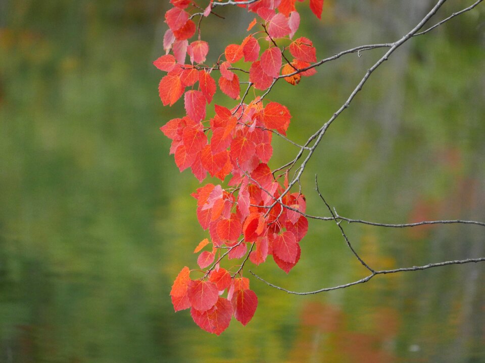 Foliage october nature