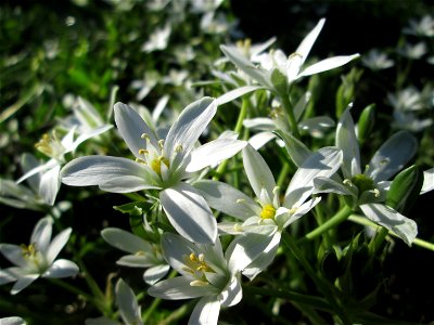 Dolden-Milchstern (Ornithogalum umbellatum) in Sankt Arnual