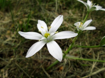 Dolden-Milchstern (Ornithogalum umbellatum) in Alt-Saarbrücken