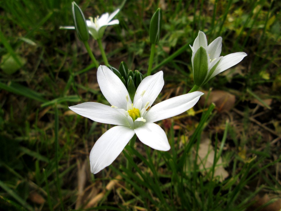 Dolden-Milchstern (Ornithogalum umbellatum) in Alt-Saarbrücken