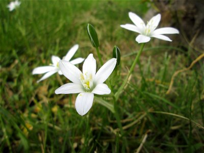 Dolden-Milchstern (Ornithogalum umbellatum) in Alt-Saarbrücken