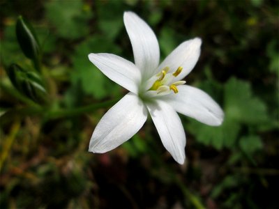 Dolden-Milchstern (Ornithogalum umbellatum) in Sankt Arnual