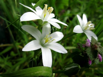 Dolden-Milchstern (Ornithogalum umbellatum) in Sankt Arnual