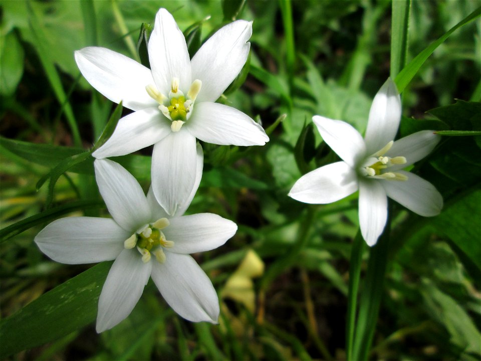 Dolden-Milchstern (Ornithogalum umbellatum) in Sankt Arnual