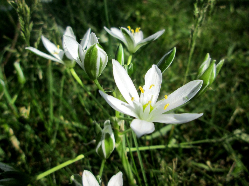 Dolden-Milchstern (Ornithogalum umbellatum) - wild wachsend am Rand vom Gartenschaupark Hockenheim