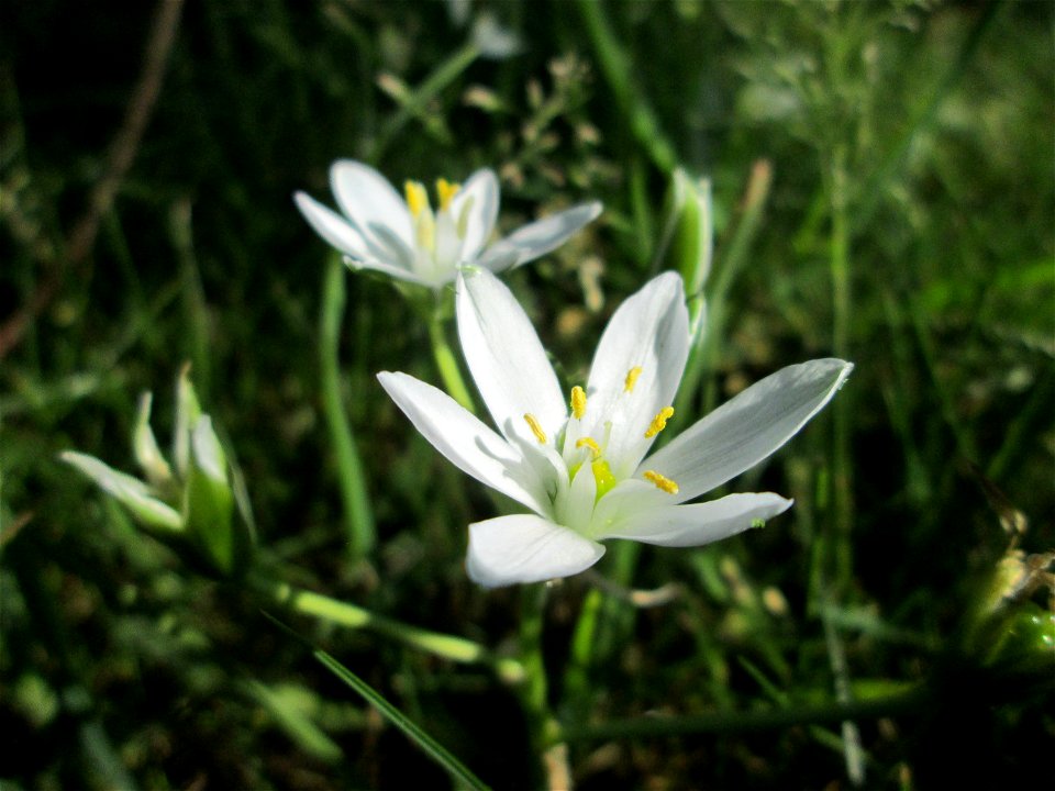 Dolden-Milchstern (Ornithogalum umbellatum) - wild wachsend am Rand vom Gartenschaupark Hockenheim
