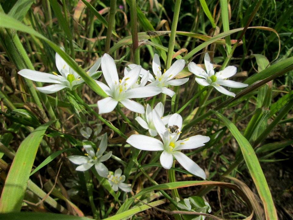 Dolden-Milchstern (Ornithogalum umbellatum) an der Friedenshöhe im Naturschutzgebiet „Oftersheimer Dünen“