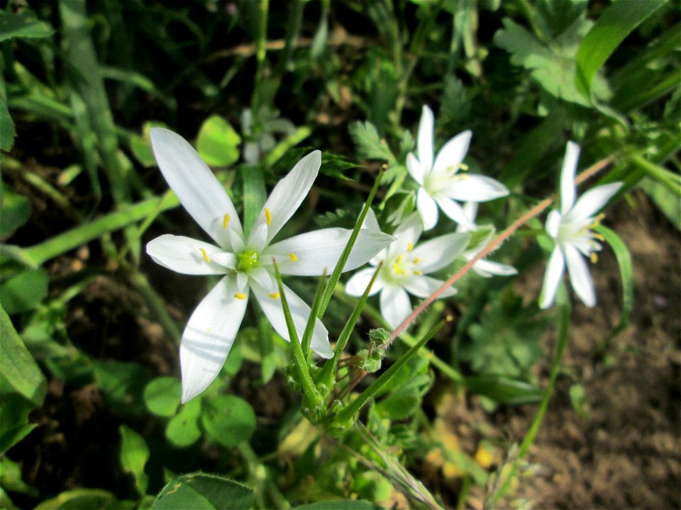 Dolden-Milchstern (Ornithogalum umbellatum) an der Friedenshöhe im Naturschutzgebiet „Oftersheimer Dünen“