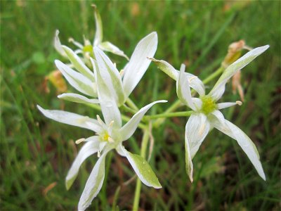 Dolden-Milchstern (Ornithogalum umbellatum) auf einem Blühstreifen in Hockenheim