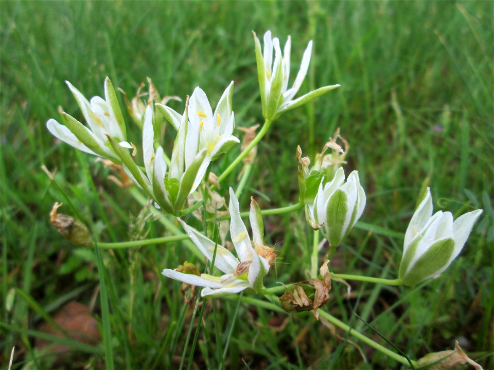 Dolden-Milchstern (Ornithogalum umbellatum) auf einem Blühstreifen in Hockenheim