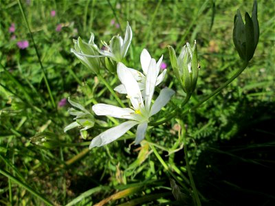Wild wachsender Dolden-Milchstern (Ornithogalum umbellatum) in einem Garten in Hockenheim-Talhaus