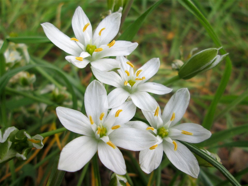 Dolden-Milchstern (Ornithogalum umbellatum) in Saarbrücken