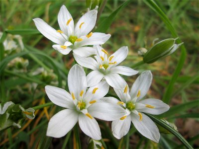 Dolden-Milchstern (Ornithogalum umbellatum) in Saarbrücken