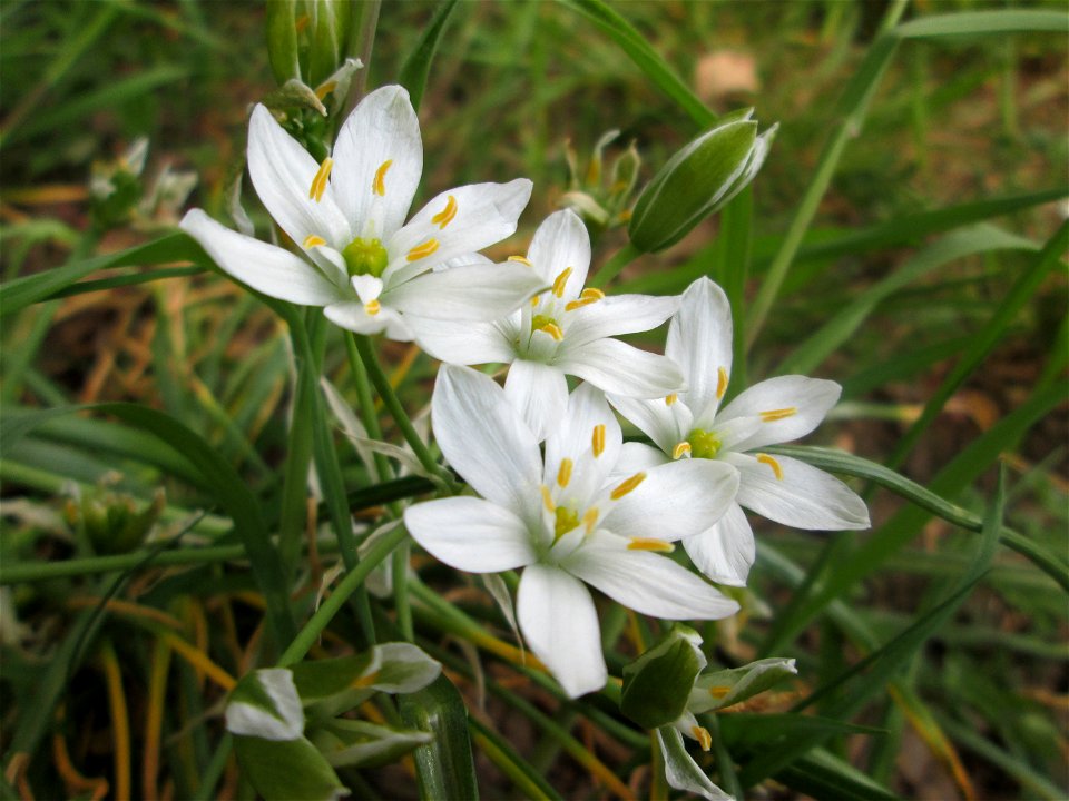 Dolden-Milchstern (Ornithogalum umbellatum) in Saarbrücken