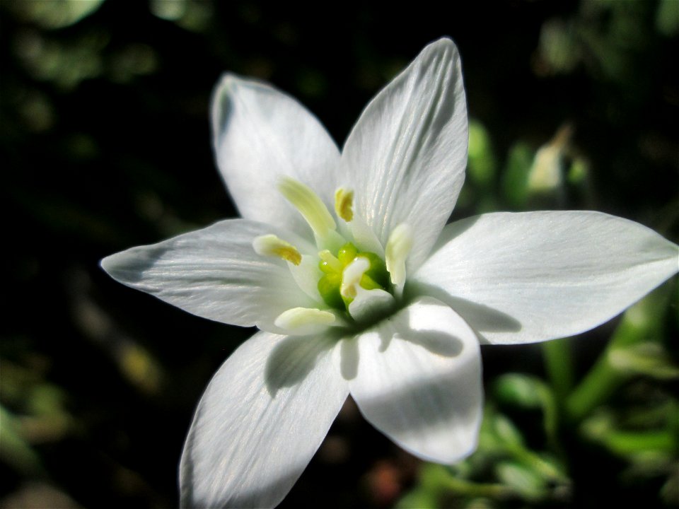 Dolden-Milchstern (Ornithogalum umbellatum) im Güdinger Allmet