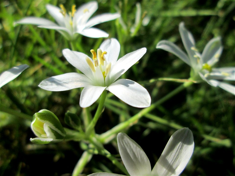 Dolden-Milchstern (Ornithogalum umbellatum) in Alt-Saarbrücken