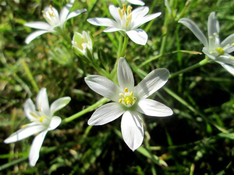 Dolden-Milchstern (Ornithogalum umbellatum) in Alt-Saarbrücken