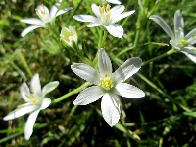 Dolden-Milchstern (Ornithogalum umbellatum) in Alt-Saarbrücken