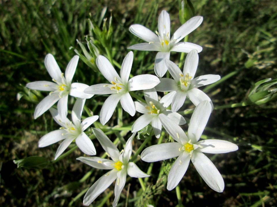 Dolden-Milchstern (Ornithogalum umbellatum) in Alt-Saarbrücken