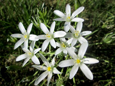 Dolden-Milchstern (Ornithogalum umbellatum) in Alt-Saarbrücken