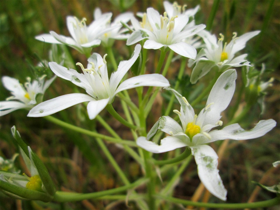 Dolden-Milchstern (Ornithogalum umbellatum) in Brebach