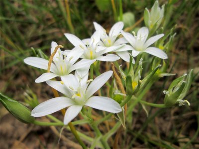 Dolden-Milchstern (Ornithogalum umbellatum) in Brebach