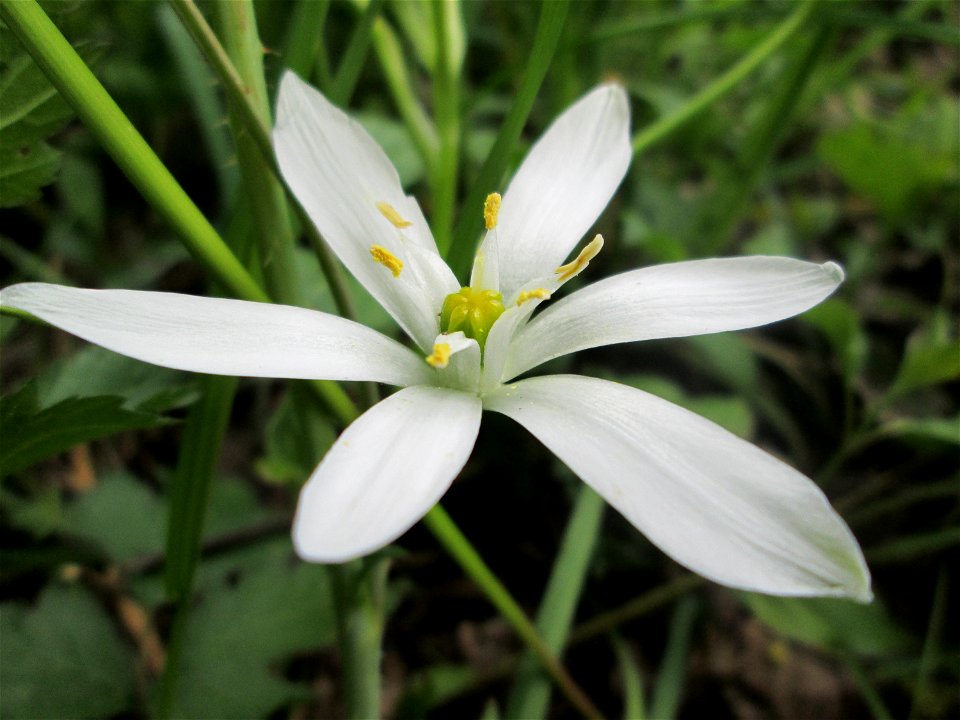 Dolden-Milchstern (Ornithogalum umbellatum) im Naturschutzgebiet „St. Arnualer Wiesen“