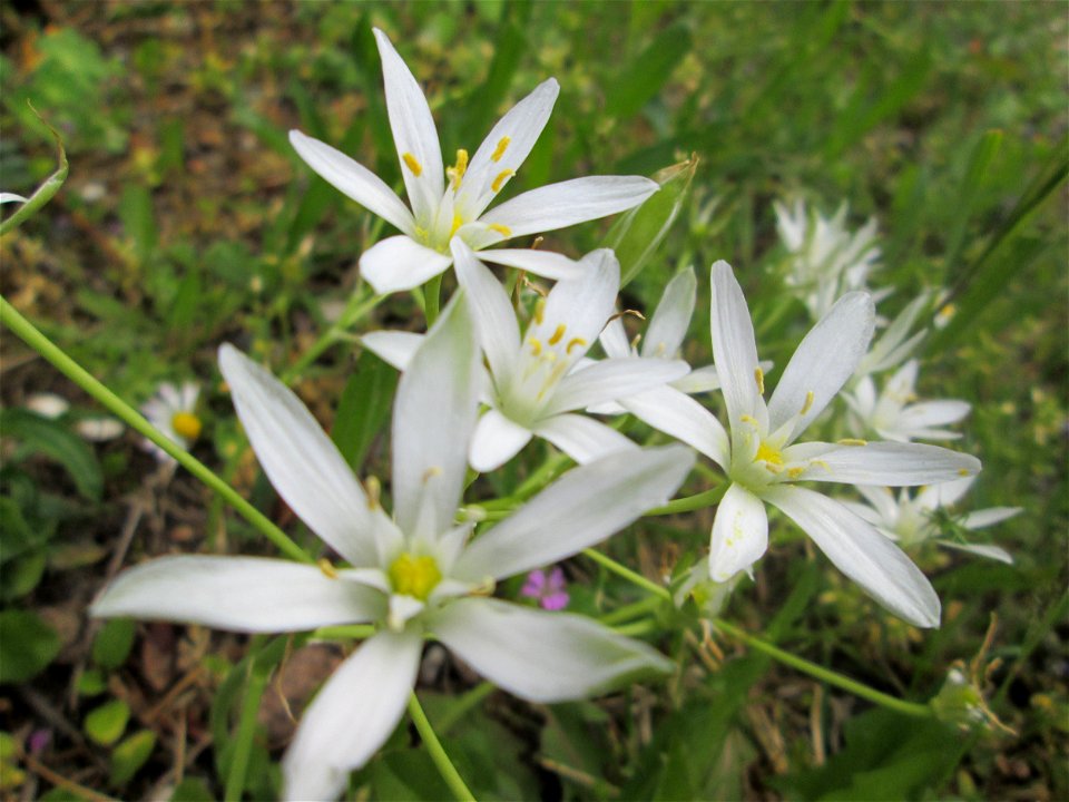 Dolden-Milchstern (Ornithogalum umbellatum) in Brebach