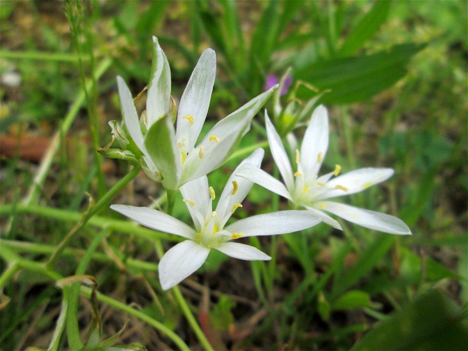 Dolden-Milchstern (Ornithogalum umbellatum) in Brebach