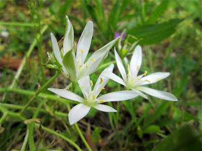 Dolden-Milchstern (Ornithogalum umbellatum) in Brebach