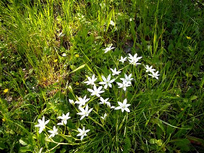 Ornithogalum umbellatum Flowers