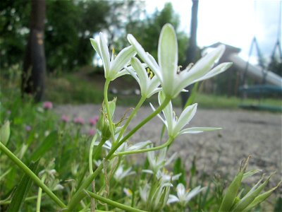 Dolden-Milchstern (Ornithogalum umbellatum) in Brebach