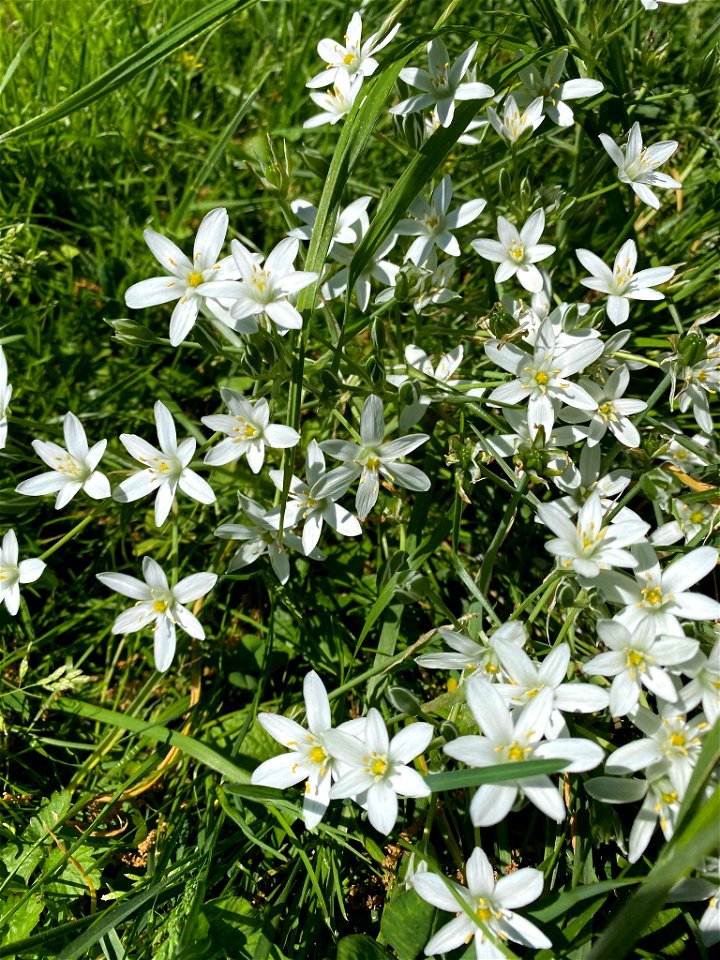 common star-of-Bethlehem (Ornithogalum umbellatum)