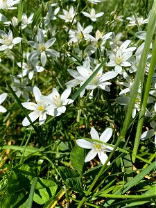 common star-of-Bethlehem (Ornithogalum umbellatum)