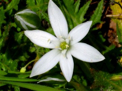 Ornithogalum umbellatum close up, Sierra Madrona, Spain