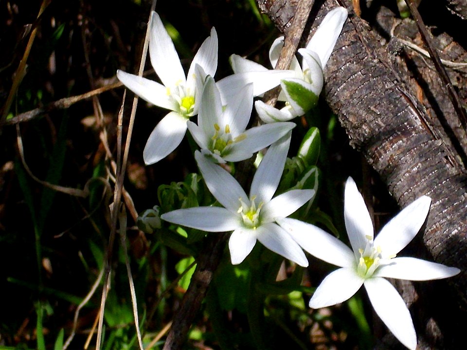 Ornithogalum umbellatum habit, Sierra Madrona, Spain