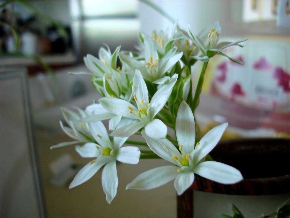 Star of Bethlehem (Ornithogalum umbellatum)