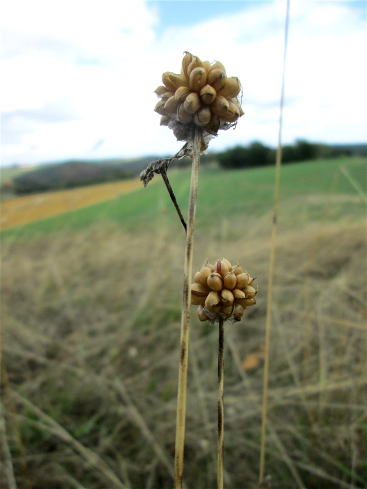 Schlangen-Lauch (Allium scorodoprasum) im Naturschutzgebiet Falkenlay bei Kennfus