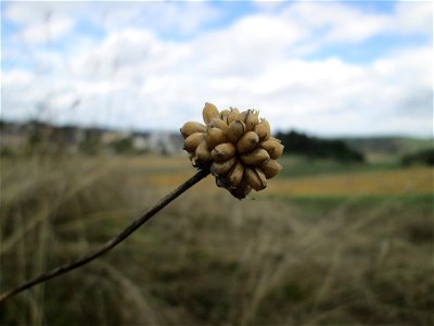 Schlangen-Lauch (Allium scorodoprasum) im Naturschutzgebiet Falkenlay bei Kennfus