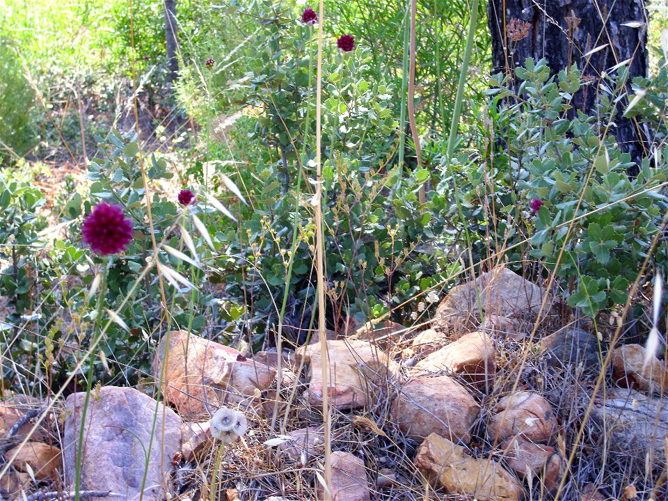 Allium sphaerocephalon habitat, Dehesa Boyal de Puertollano, Spain